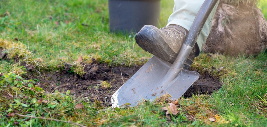 Gärtner gräbt ein Pflanzloch für einen Baum