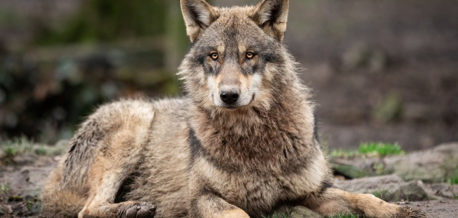 Grey wolf in the forest