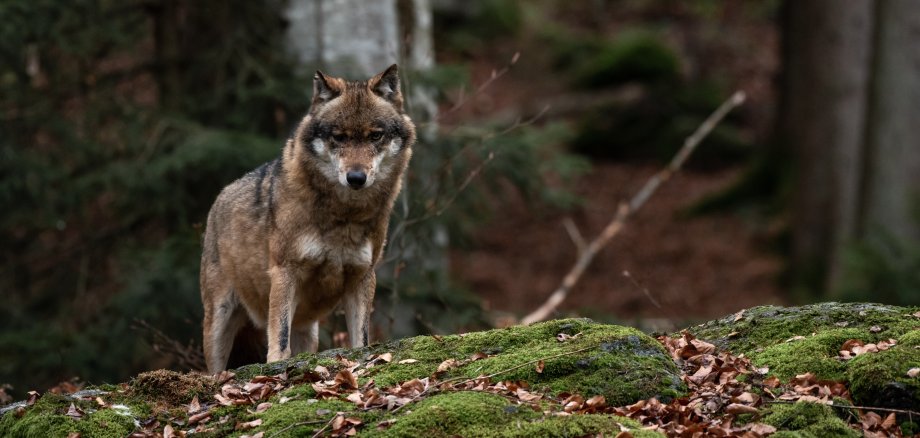 Wolf is standing in Bayerischer Wald National Park, Germany