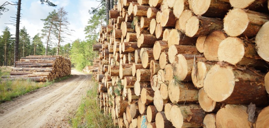 Freshly made firewood in the evergreen forest, pine tree logs close-up. Environmental damage, ecological issues, ecology, nature, wood, deforestation, alternative energy, lumber industry, business