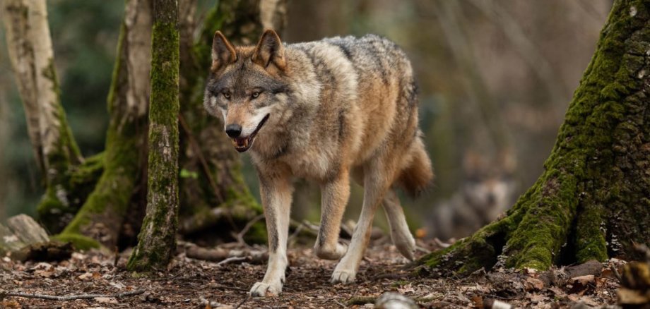 Wolf im Wald